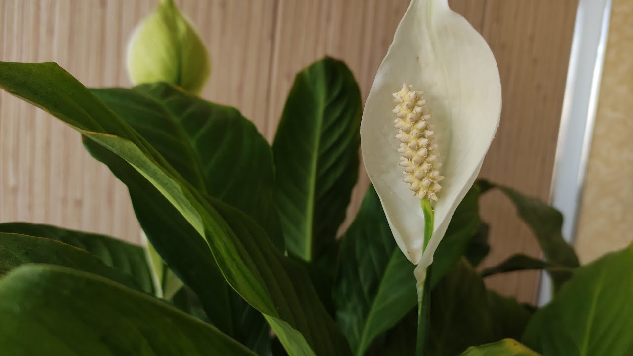 Квітникарі поділилися рецептами 2-х натуральних підживлень для спатифілума