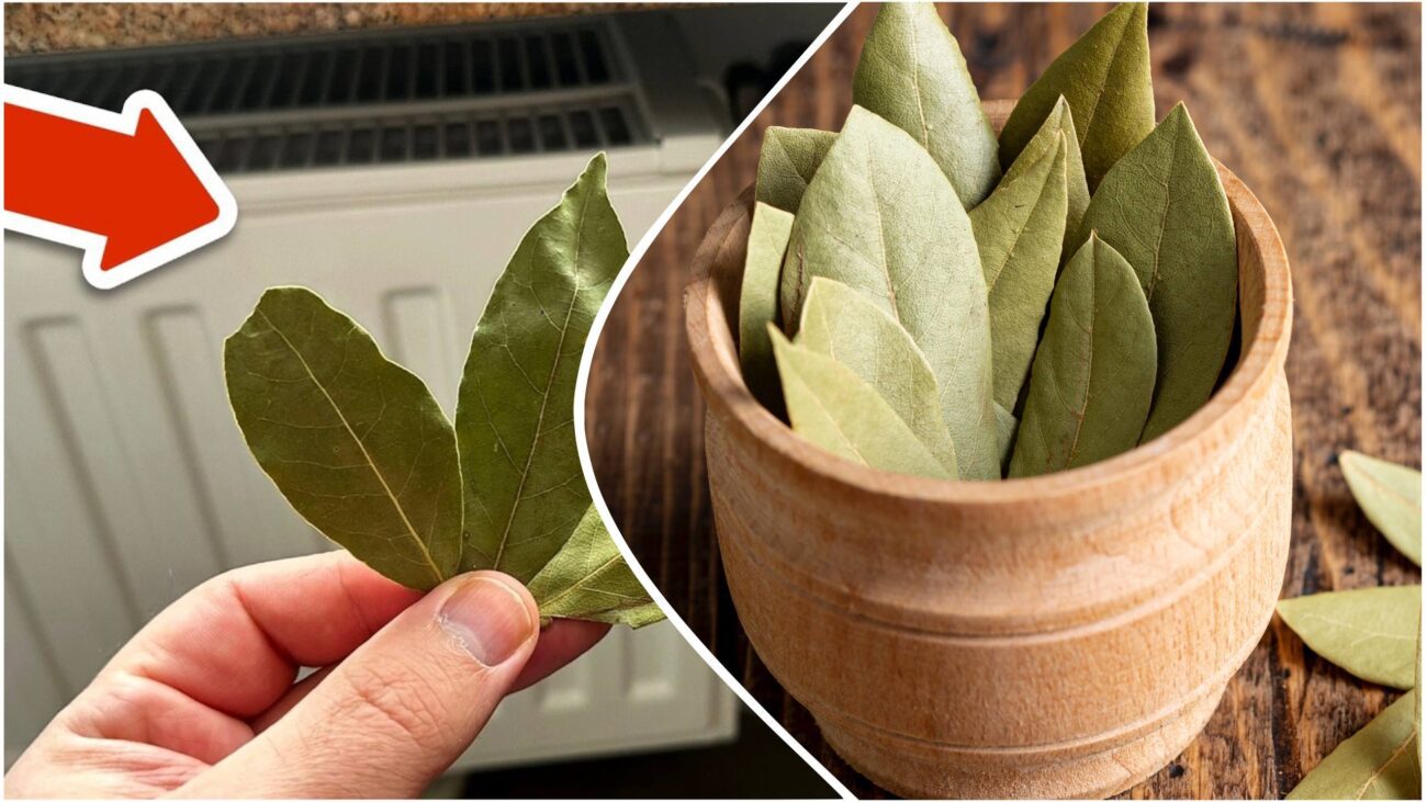 Господині розповіли, як використовувати у побуті лавровий лист