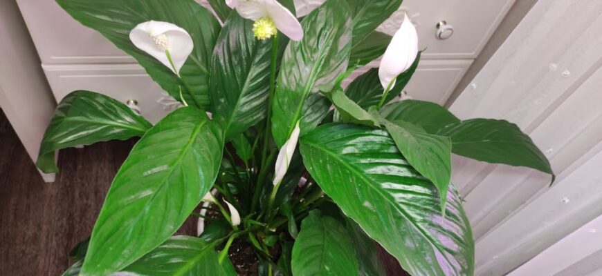 Зараз грудень, а в мене на підвіконні квітне спатифілум: я лише 1 раз додала у воду цю “чарівну” пігулку Зараз грудень, а в мене на підвіконні квітне спатифілум: я лише 1 раз додала у воду цю “чарівну” пігулку