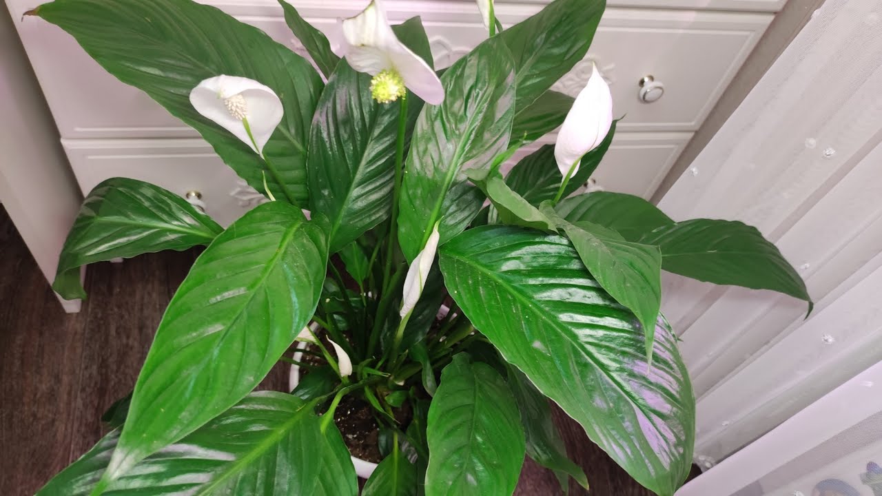 Квітникарі розповіли, як за допомогою крупи стимулювати ріст спатифілума Квітникарі розповіли, як за допомогою крупи стимулювати ріст спатифілума