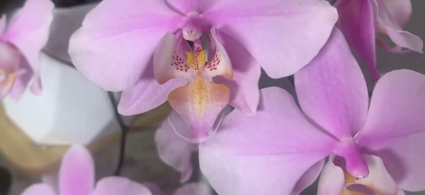 Негайно зробіть це зі своїми орхідеями вдома: навесні вони пустяться в ріст та потішать квітами Негайно зробіть це зі своїми орхідеями вдома: навесні вони пустяться в ріст та потішать квітами
