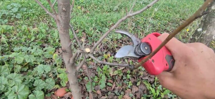 Обрізаю яблуню і грушу взимку лише так – на деревах 0 вовчків: правильна схема від діда-садівника зі стажем Обрізаю яблуню і грушу взимку лише так – на деревах 0 вовчків: правильна схема від діда-садівника зі стажем