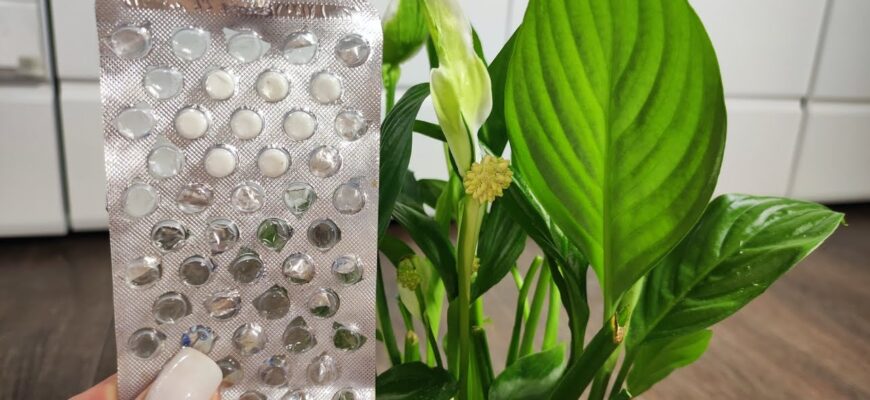 Для розкішного цвітіння спатифілума взимку – терміново: подрібнюю 1 таблетку – і обприскую квітку по листю Для розкішного цвітіння спатифілума взимку – терміново: подрібнюю 1 таблетку – і обприскую квітку по листю