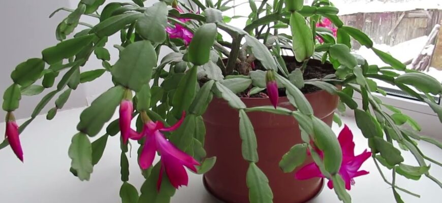 Тепер мій декабрист дає в 4 рази більше цвітіння: просто поливаю його цим розчином за 50 гривень Тепер мій декабрист дає в 4 рази більше цвітіння: просто поливаю його цим розчином за 50 гривень