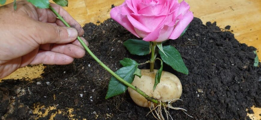 1 найголовніша помилка під час вкорінення живців: ось що краще зробити, щоб троянди змогли залишитися живими 1 найголовніша помилка під час вкорінення живців: ось що краще зробити, щоб троянди змогли залишитися живими