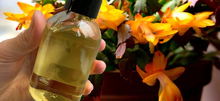 Не 6 місяців, а до березня: пригощаю декабриста 2-літровим настоєм – і він покривається цілим морем квітів Не 6 місяців, а до березня: пригощаю декабриста 2-літровим настоєм – і він покривається цілим морем квітів