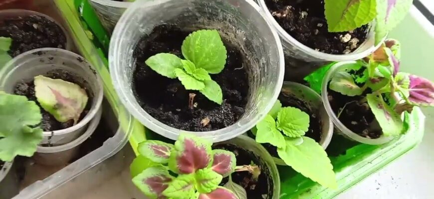 Підслухала у черзі в АТБ, які 3 рослини можна посіяти на розсаду вже напочатку січня – на замітку садівникам Підслухала у черзі в АТБ, які 3 рослини можна посіяти на розсаду вже напочатку січня – на замітку садівникам