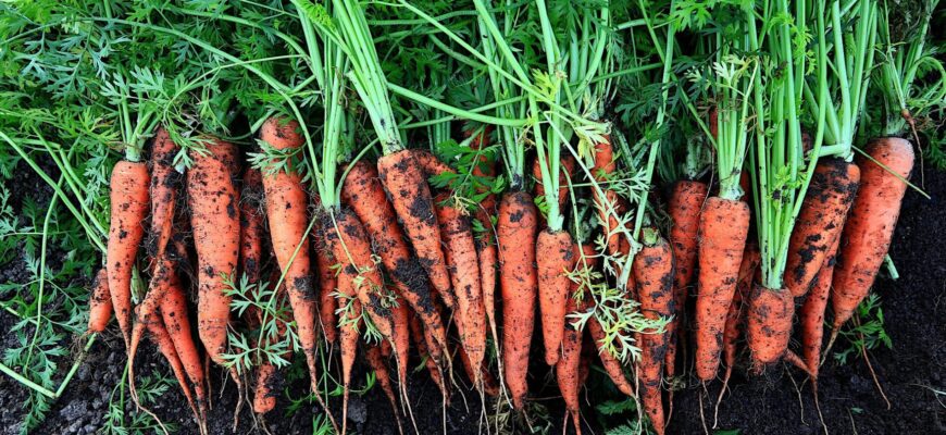 Тримаю моркву в ящику з піском у квартирі: лежить до травня як свіжа, не в’яне і не гниє – бабусин трюк Тримаю моркву в ящику з піском у квартирі: лежить до травня як свіжа, не в’яне і не гниє – бабусин трюк