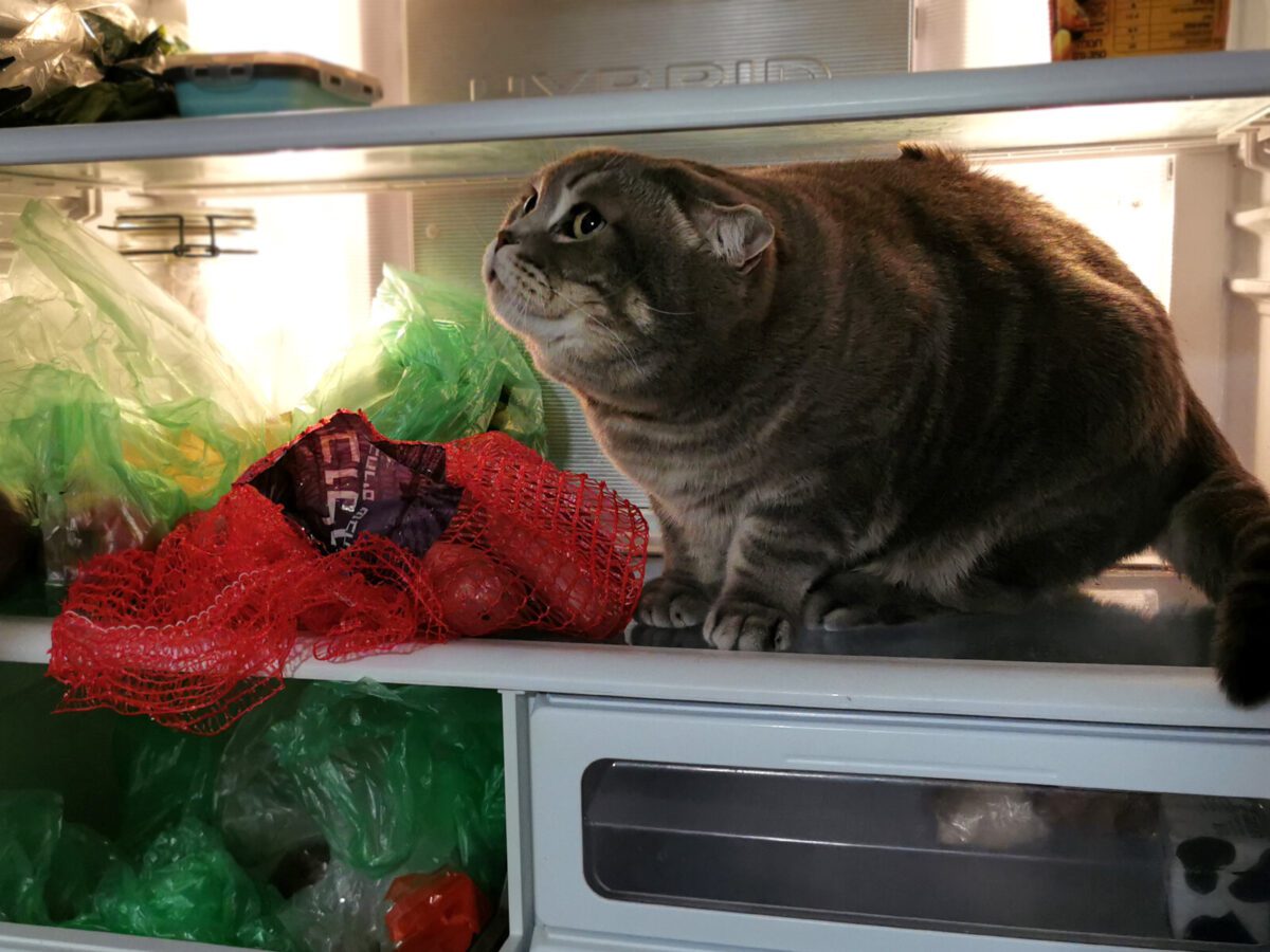 Господині розповіли, чому не можна ставити гарячу їжу у холодильник