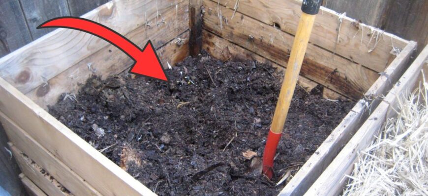 Це листя НЕ МОЖНА класти у компост: від нього рослини “засинають” і поступово марніють Це листя НЕ МОЖНА класти у компост: від нього рослини “засинають” і поступово марніють