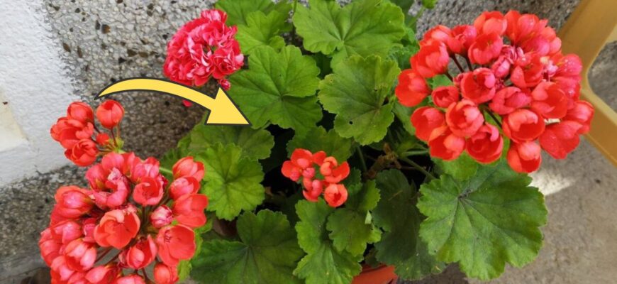 Герань не буде скидати листя взимку, якщо 1 раз у 2 тижні робити так: метод простіший, ніж здається Герань не буде скидати листя взимку, якщо 1 раз у 2 тижні робити так: метод простіший, ніж здається