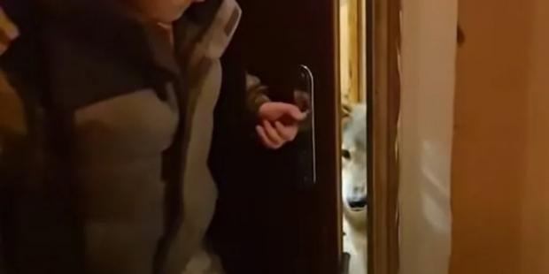 “Бракує цензурних слів, щоб описати побачене…”: У Києві волонтери вилучили вовка, якого жінка тримала в квартирі (відео) “Бракує цензурних слів, щоб описати побачене…”: У Києві волонтери вилучили вовка, якого жінка тримала в квартирі (відео)