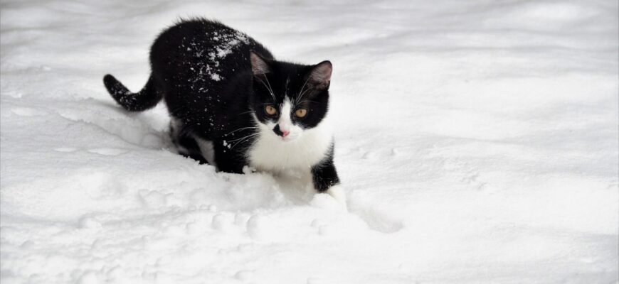Снігу намело – вище даху, але я його не “шкребу”: 1 дешева річ допомагає за 15 хв позбутись від опадів Снігу намело – вище даху, але я його не “шкребу”: 1 дешева річ допомагає за 15 хв позбутись від опадів