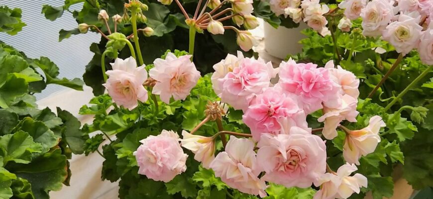 Герань цвіте всю зиму як шалена: поливаю її “живою водою” з 1 краплею йоду – листя зелене і соковите Герань цвіте всю зиму як шалена: поливаю її “живою водою” з 1 краплею йоду – листя зелене і соковите