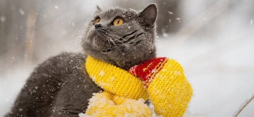 Чи чекати снігової зими: синоптикиня розповіла, якою буде погода в Україні Чи чекати снігової зими: синоптикиня розповіла, якою буде погода в Україні