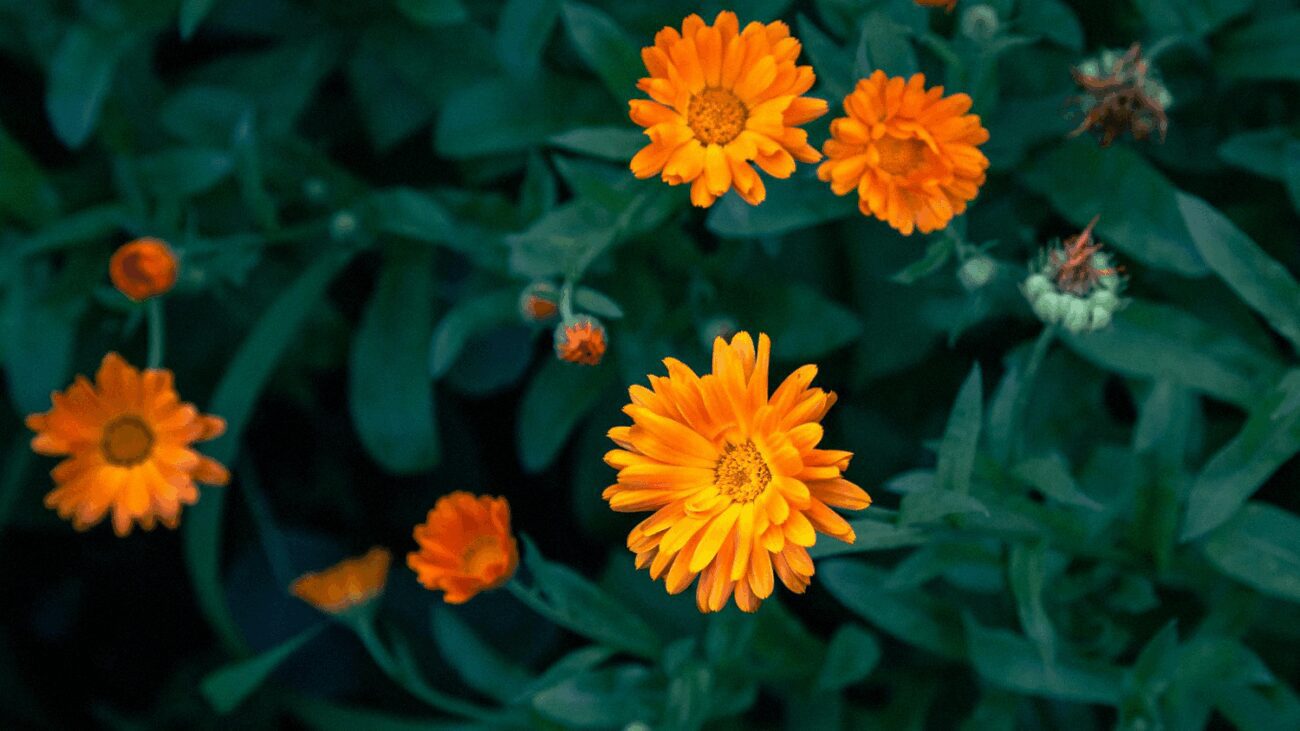 Городники розповіли, які квіти відлякують колорадського жука від картоплі Городники розповіли, які квіти відлякують колорадського жука від картоплі