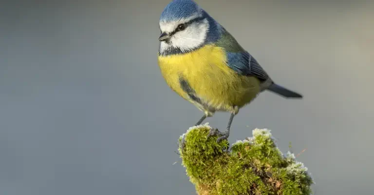Як правильно українською називати синицю: народні назви припадуть вам до душі Як правильно українською називати синицю: народні назви припадуть вам до душі