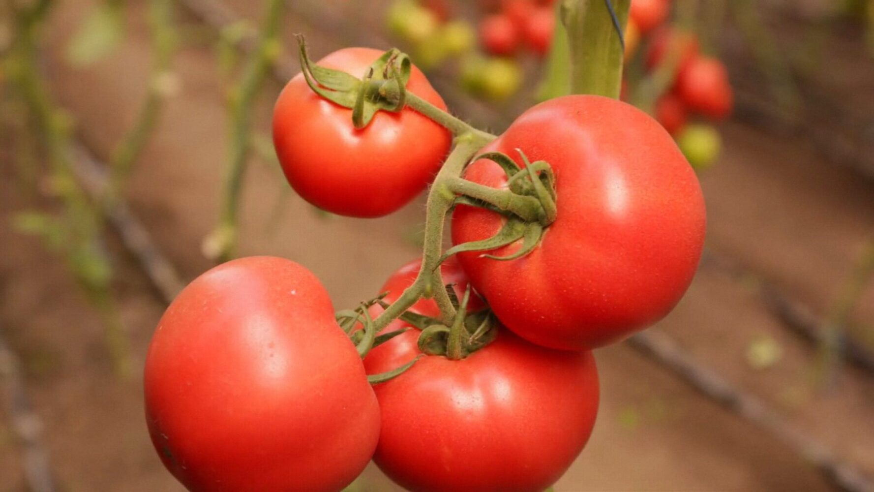 Агрономи розсекретили 3 сорти томатів, які не рекомендуються для посадки Агрономи розсекретили 3 сорти томатів, які не рекомендуються для посадки