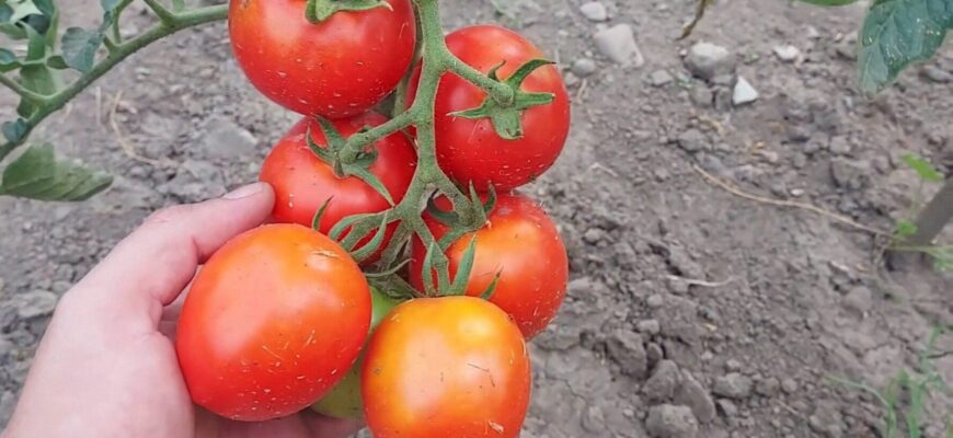 Ці помідори сіятиму на розсаду вже у лютому, бо з травня дають по 6 кг урожаю за раз Ці помідори сіятиму на розсаду вже у лютому, бо з травня дають по 6 кг урожаю за раз