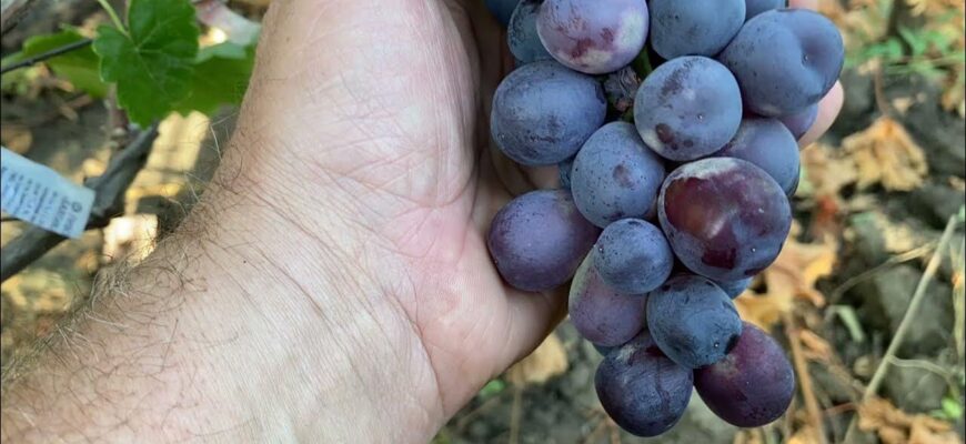 Не виноград, а справжнє кохання! Цей сорт у вигляді серця — моя мрія останніх 40 років Не виноград, а справжнє кохання! Цей сорт у вигляді серця — моя мрія останніх 40 років