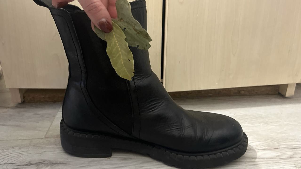 Господині розповіли, як використовувати у побуті лавровий лист Господині розповіли, як використовувати у побуті лавровий лист