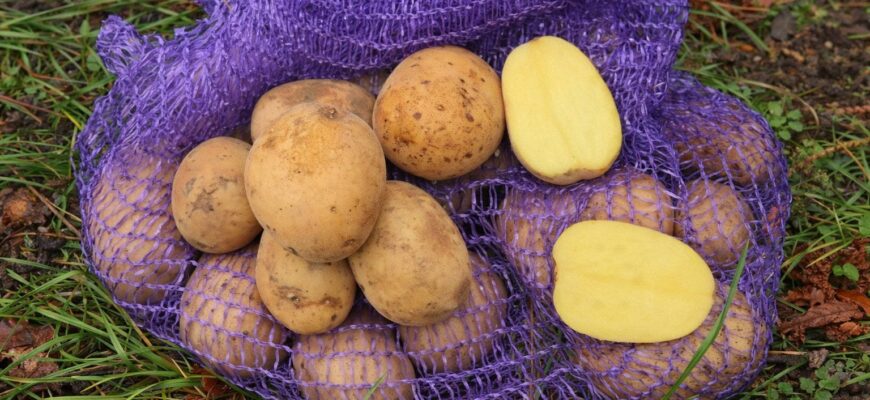 Батько в селі з ранніх сортів картоплі саджає лише 1: кожен кущ дає 5 кг бульб і не боїться жуків Батько в селі з ранніх сортів картоплі саджає лише 1: кожен кущ дає 5 кг бульб і не боїться жуків