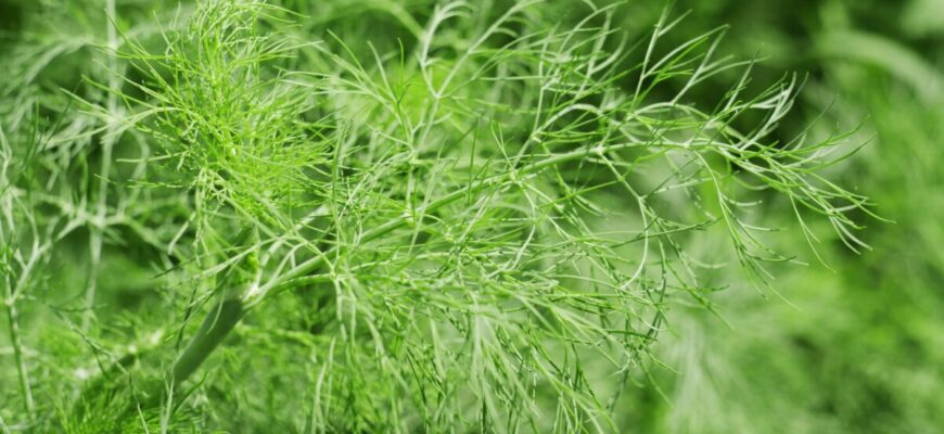 Що посіяти по першому снігу: секрети грудневого посіву для раннього врожаю 2026 Що посіяти по першому снігу: секрети грудневого посіву для раннього врожаю 2026