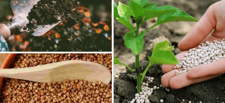 Знайшла 1 пачку старої крупи в коморі, але не викинула: понесла на город та розсипала на грядці – це корисно Знайшла 1 пачку старої крупи в коморі, але не викинула: понесла на город та розсипала на грядці – це корисно