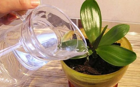 🌸 Лимонна вода для орхідей: чарівний засіб для цвітіння та сильного коріння 🌸 Лимонна вода для орхідей: чарівний засіб для цвітіння та сильного коріння