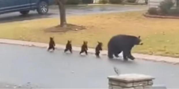 Малюки крокували на задніх лапах: Ведмедиця прогулювалася житловим районом з чотирма дитинчатами (відео) Малюки крокували на задніх лапах: Ведмедиця прогулювалася житловим районом з чотирма дитинчатами (відео)