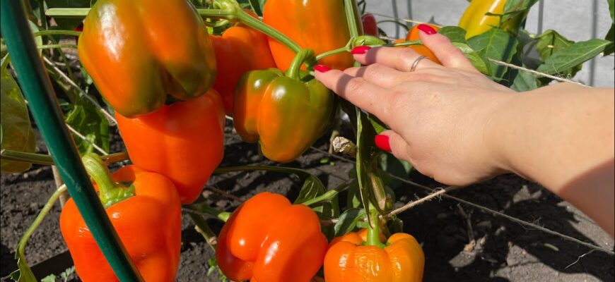 Солодкий перець зійшов і завмер: 3 наступні кроки, які радять професійні розсадники Солодкий перець зійшов і завмер: 3 наступні кроки, які радять професійні розсадники