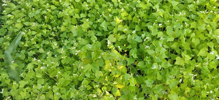 Беру 1 пачку крупи — і щедро “посіваю” город: диво-добриво, яке замінить кілограми компосту Беру 1 пачку крупи — і щедро “посіваю” город: диво-добриво, яке замінить кілограми компосту