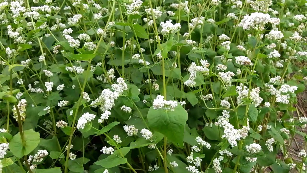 Дачники назвали добриво, яке замінить кілограми компосту