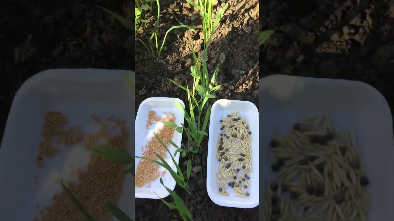 Дачники назвали добриво, яке замінить кілограми компосту