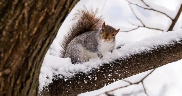 Морози до -12 і сніг на свята: Синоптик здивував прогнозом на Різдво та Новий рік Морози до -12 і сніг на свята: Синоптик здивував прогнозом на Різдво та Новий рік