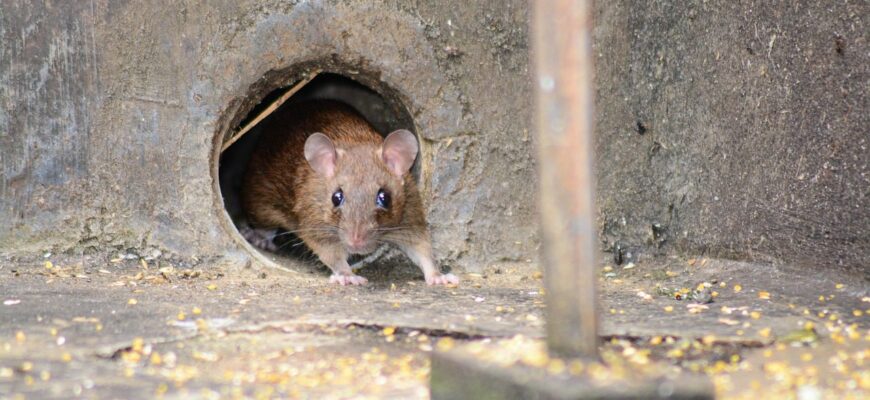 Старий сільський метод спрацював: курник і сарай захuщаю від гризунів без зайвих витрат і ремонту Старий сільський метод спрацював: курник і сарай захuщаю від гризунів без зайвих витрат і ремонту