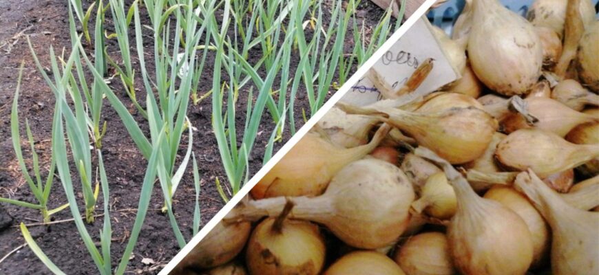 Сусід сміявся, а потім перепитував рецепт: озима цибуля зійшла дружно і без “лисин” — виручив 1 простий трюк Сусід сміявся, а потім перепитував рецепт: озима цибуля зійшла дружно і без “лисин” — виручив 1 простий трюк