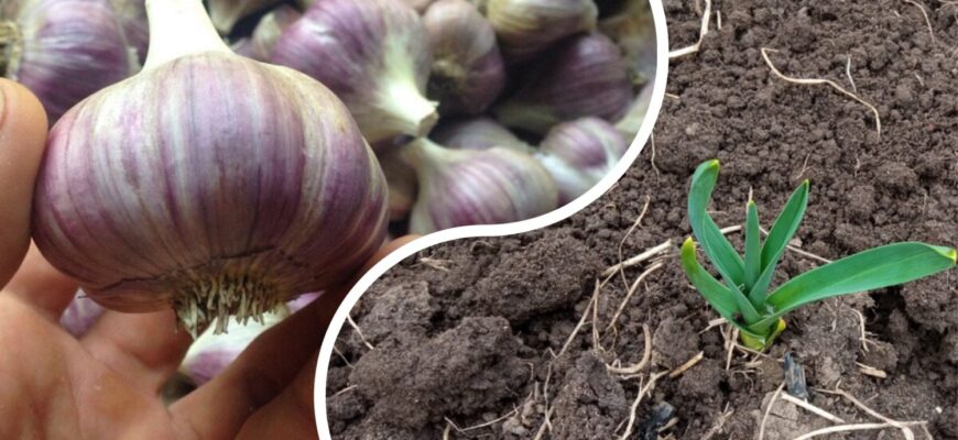 Що робити з озимим часником навесні: сусід-дачник щороку доглядає за 1 схемою — часничини ростуть з кулака Що робити з озимим часником навесні: сусід-дачник щороку доглядає за 1 схемою — часничини ростуть з кулака