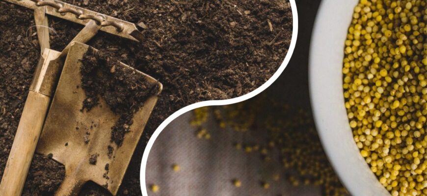 Гній на фермі більше не купую: взимку готую підживлення з кухонних залишків – і земля, як чорнозем Гній на фермі більше не купую: взимку готую підживлення з кухонних залишків – і земля, як чорнозем