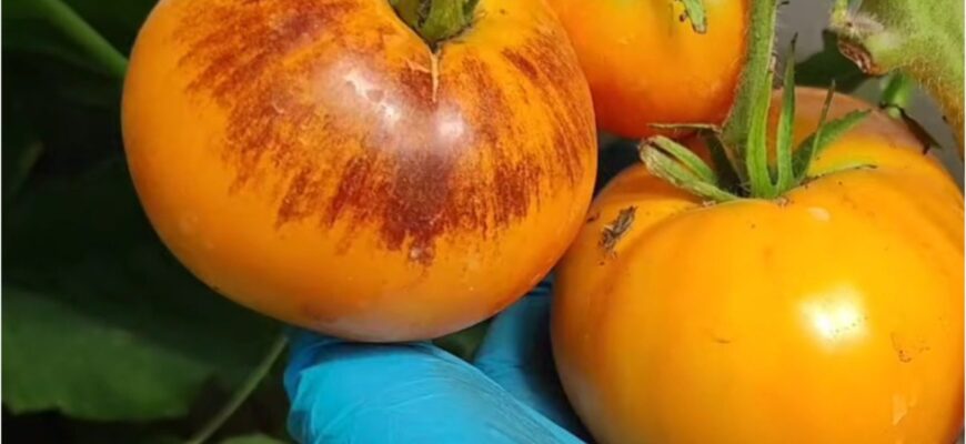 Цей томат — моє кохання назавжди: саджала 7 років поспіль і обов’язково посаджу в 2026 році Цей томат — моє кохання назавжди: саджала 7 років поспіль і обов’язково посаджу в 2026 році