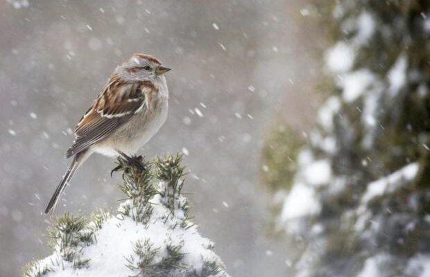 Народні прикмети на 17 грудня. Вдалий день для грошових справ та особливий для незаміжніх дівчат. Жіночі застороги Народні прикмети на 17 грудня. Вдалий день для грошових справ та особливий для незаміжніх дівчат. Жіночі застороги