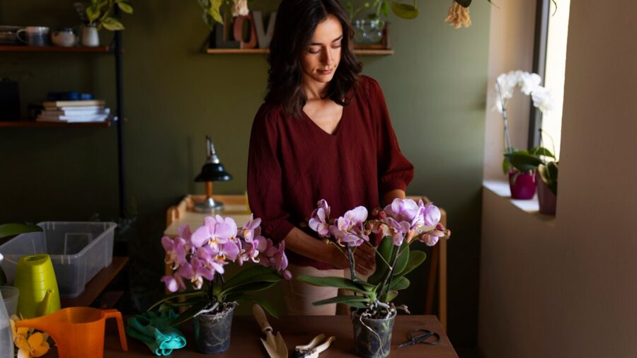 Квітникарі розповіли, як простимулювати орхідею до цвітіння Квітникарі розповіли, як простимулювати орхідею до цвітіння