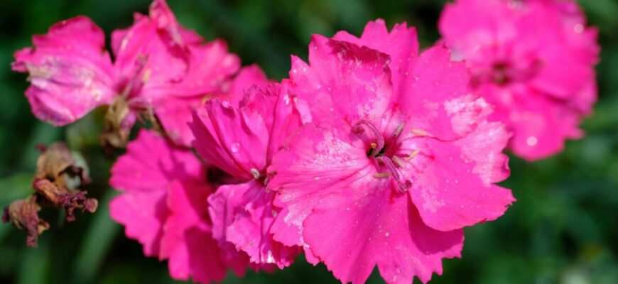 Ці 3 квітки сіяти на розсаду треба прямо зараз! Інакше у 2026-му не встигнуть зацвісти Ці 3 квітки сіяти на розсаду треба прямо зараз! Інакше у 2026-му не встигнуть зацвісти