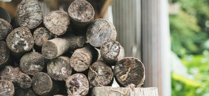 Більше жару, менше диму: використовую тільки ці 3 породи дерева для обігріву дому в зимовий період Більше жару, менше диму: використовую тільки ці 3 породи дерева для обігріву дому в зимовий період