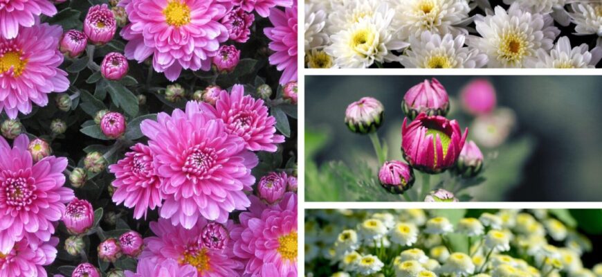 Хризантеми у грудні: як і коли правильно вкрити на зиму 2026, щоб зберегти квіти Хризантеми у грудні: як і коли правильно вкрити на зиму 2026, щоб зберегти квіти