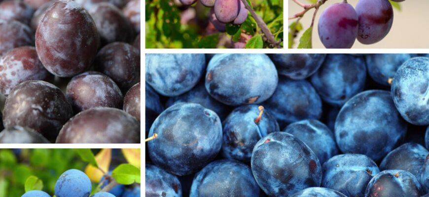 І стара слива плодоноситиме: роблю це під зиму — соковиті, солодкі сливки збираю коритами І стара слива плодоноситиме: роблю це під зиму — соковиті, солодкі сливки збираю коритами