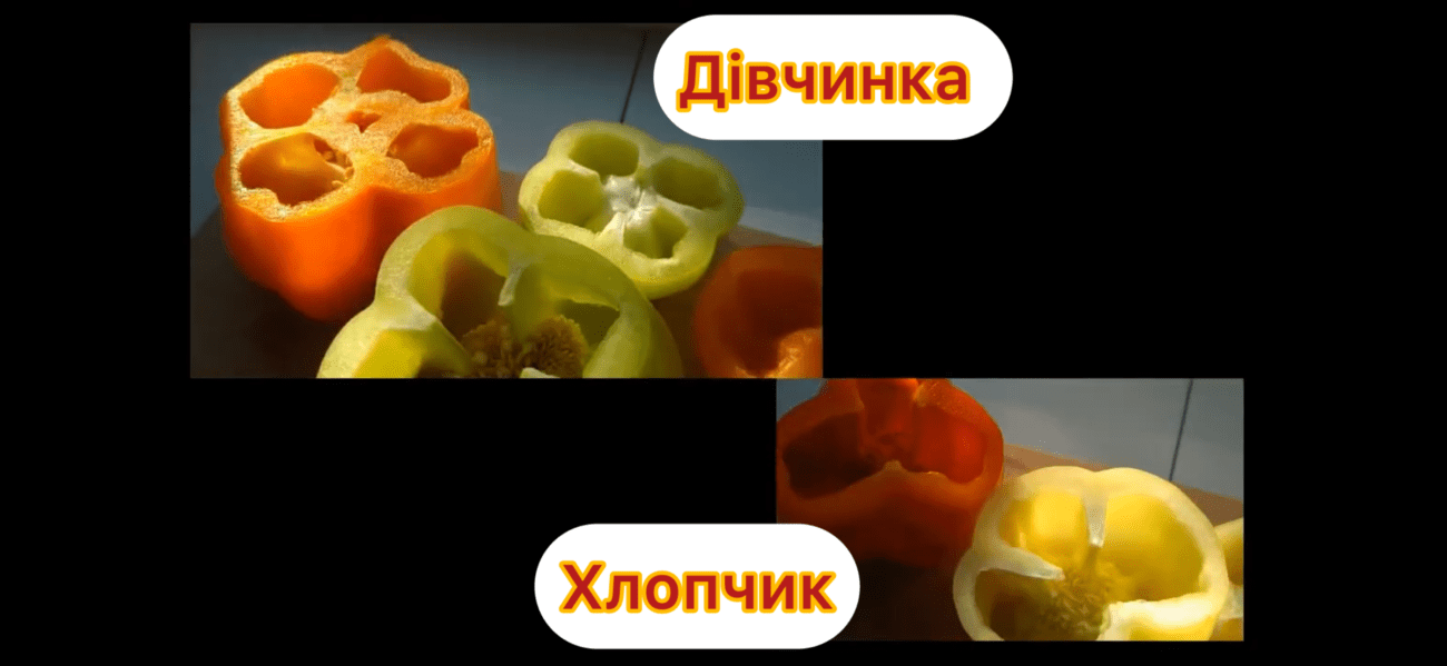 Господині розповіли, як обрати який перець для салатів, а який для фарширування Господині розповіли, як обрати який перець для салатів, а який для фарширування