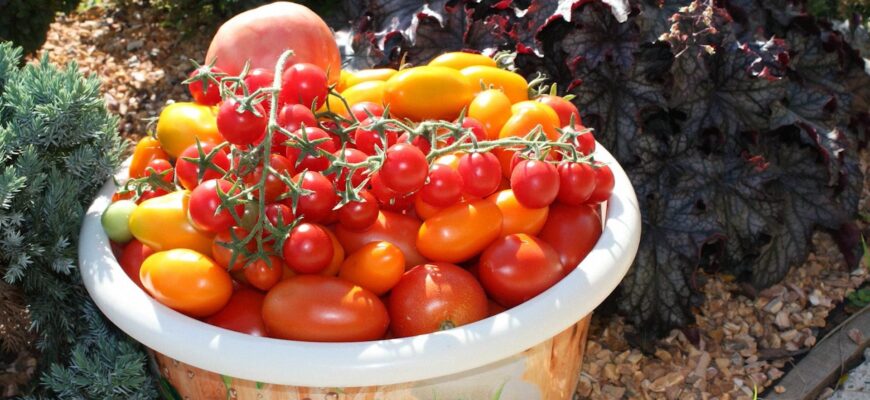 Золу та перегній не даю ні восени, ні навесні: 4 найкращих способи підживлення ґрунту для щедрого врожаю Золу та перегній не даю ні восени, ні навесні: 4 найкращих способи підживлення ґрунту для щедрого врожаю