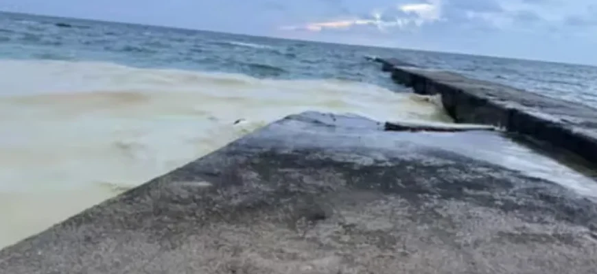 Пляжі Одеси забруднені нафтою, загиблі птахи Пляжі Одеси забруднені нафтою, загиблі птахи