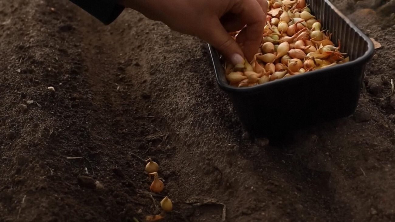 Городники розповіли, чим та коли удобрювати озиму цибулю